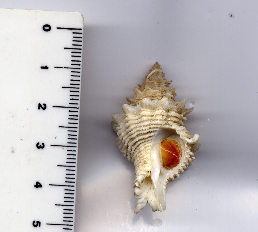 Latiaxis benoiti